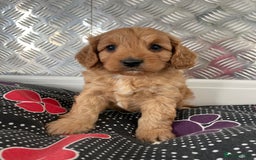 Cavapoo dogs for sale: F1 CAVAPOO puppies for sale  - Image 9