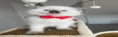 Dora