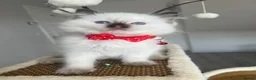 Ragdoll cats for sale: Registered Ragdoll kittens for sale - Advert 38