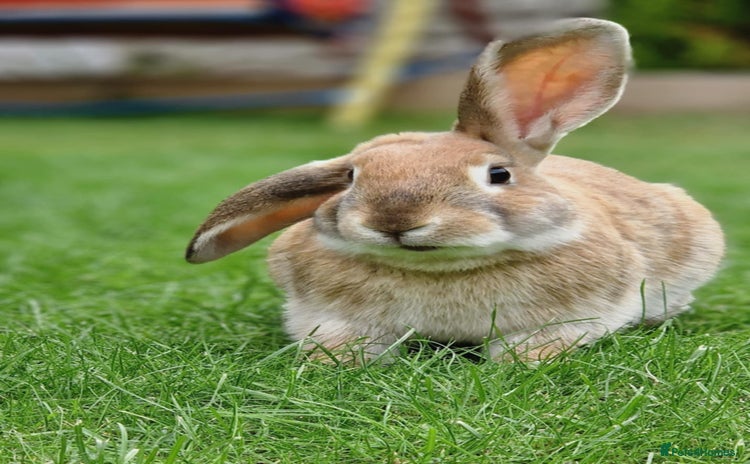 English Lop rabbits - Advert 5