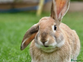 English Lop rabbits - Advert 3