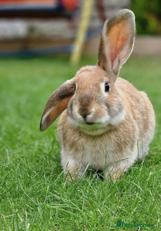 English Lop rabbits - Advert 3