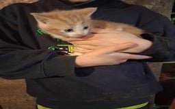 Mixed Breed cats for sale: Beautiful ginger and white kittens 5* homes  - Image 8