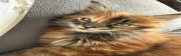 Maine Coon cats for sale: Maine Coons kittens purebred  - Advert 28