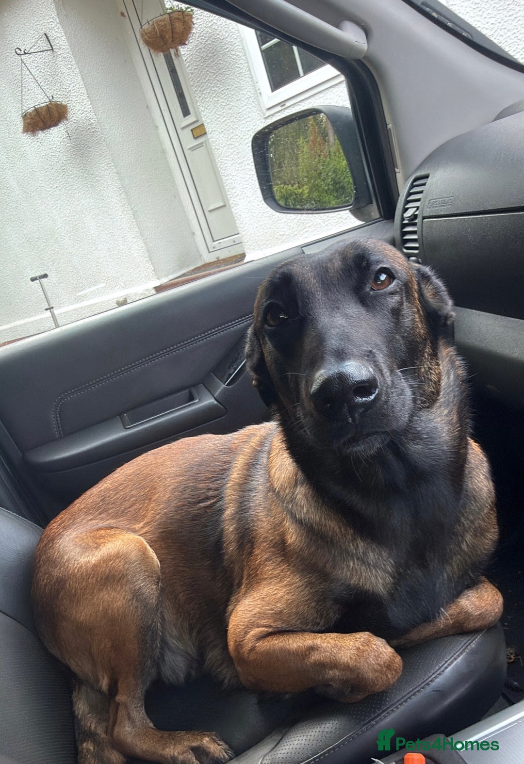 Belgian Shepherd Dog dogs for sale: Belgian Malinios (Singleton Litter) - Advert 5