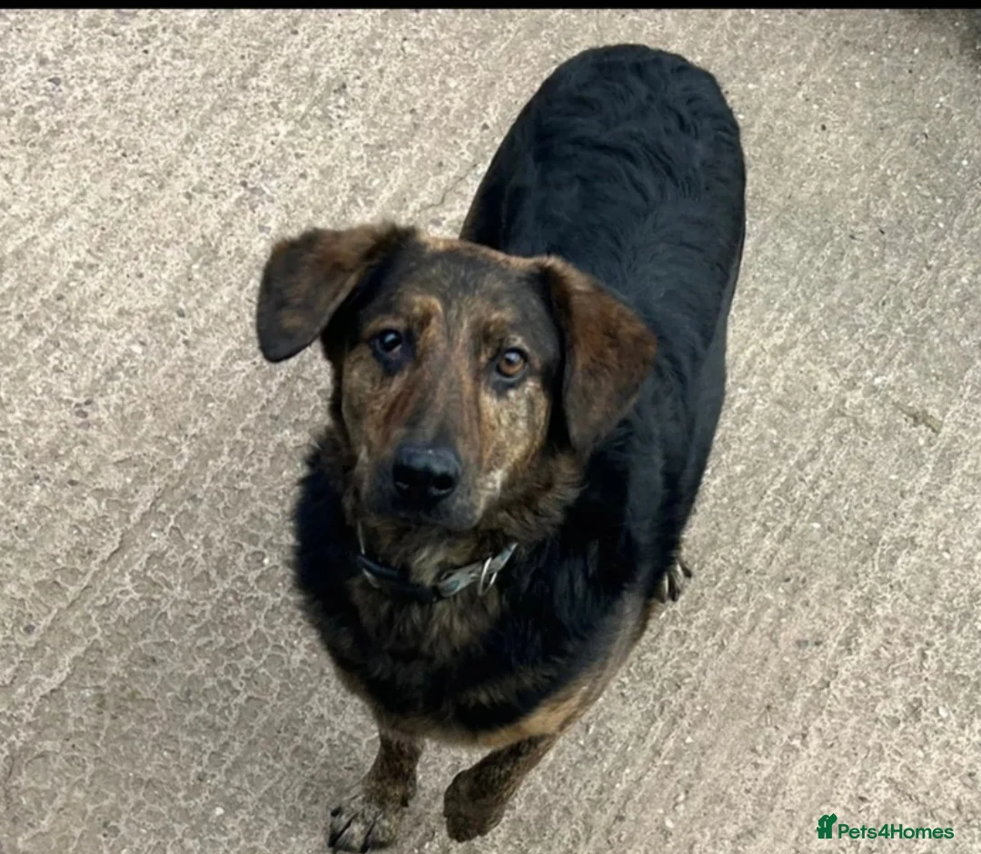 Mixed Breed dogs for adoption: Meet Jess, currently residing in Essex in Nantwich - Advert 4