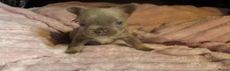 French Bulldog dogs for sale: REDUCED!! Last 4 Fluffy frenchies Pink carriers - Advert 12