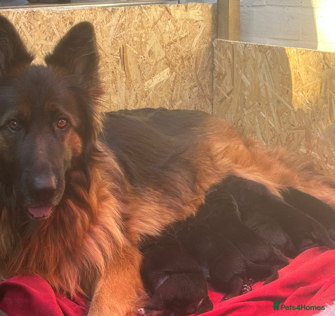 German Shepherd dogs for sale: Beautiful black German Shepard girl  - Advert 10