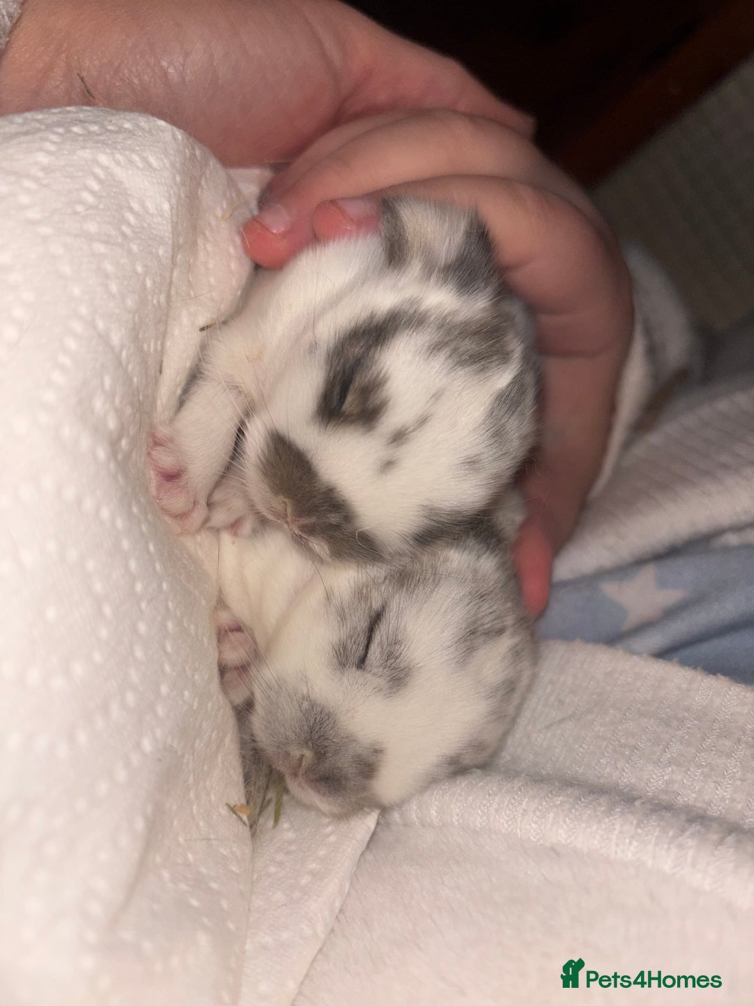 Mini Lop rabbits for sale: Mini Lop Butterfly new born bunnies  - Advert 21