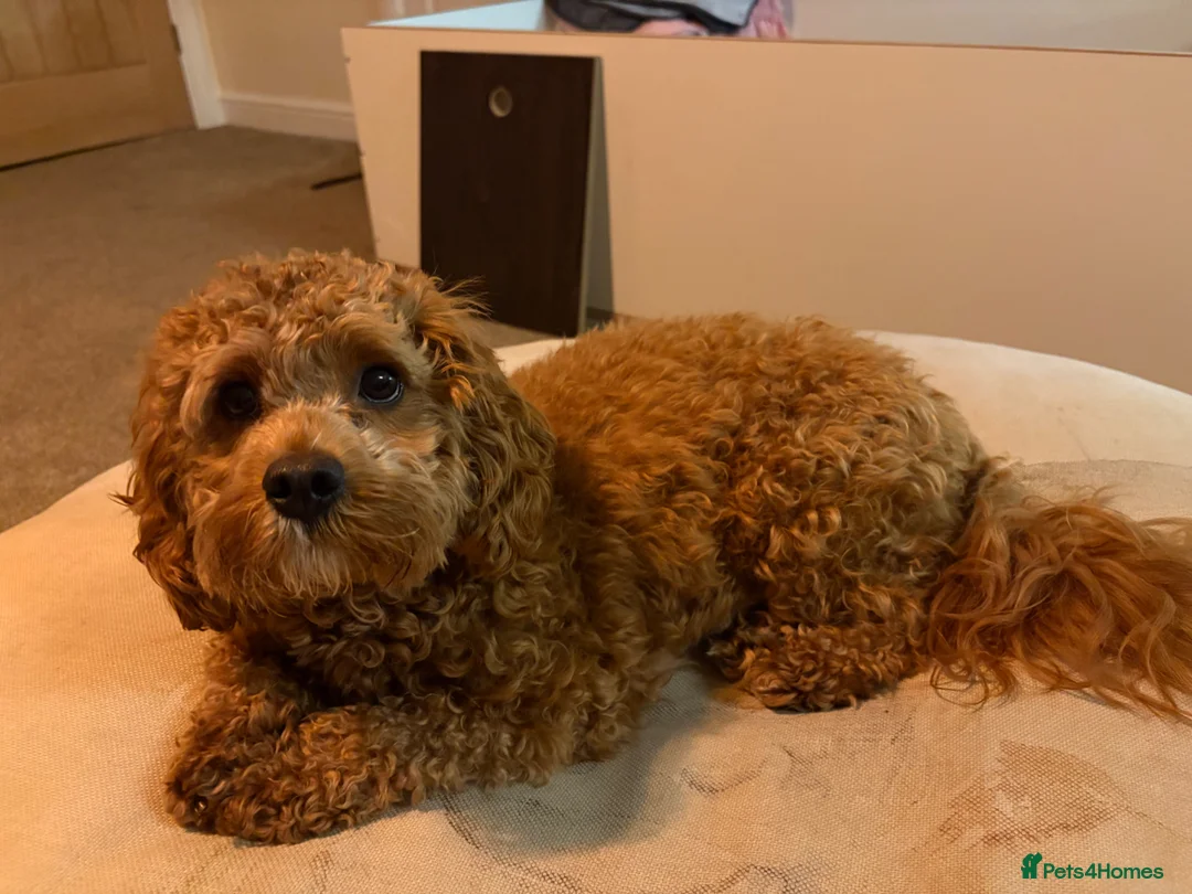 Cavapoo dogs for sale: 5 adorable Cavapoo pups in Halifax - Advert 2