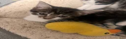 Mixed Breed cats for sale: Last 2 left READY NOW £50 - Advert 8