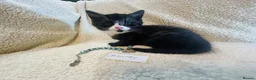 Persian cats for sale: Silver Tipped Persian chinchilla crosses - Advert 11