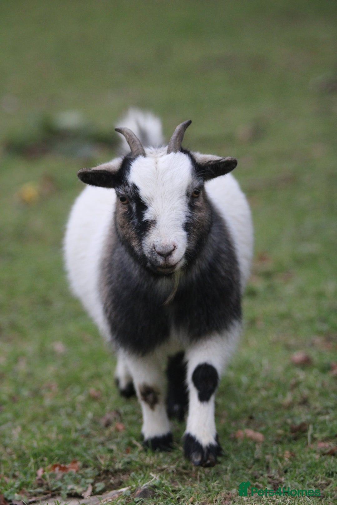 Goats livestock for sale: 2 Pygmy pet goats for sale - Advert 3