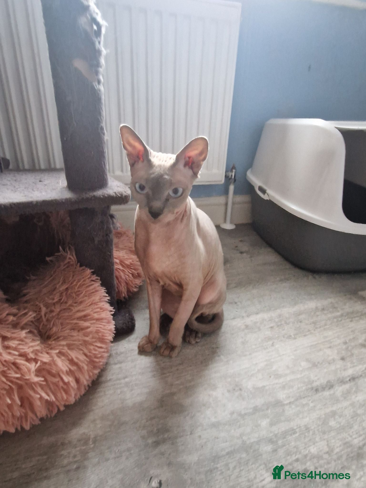 Sphynx cats 2.5 y/o sphynx girl - Advert 1