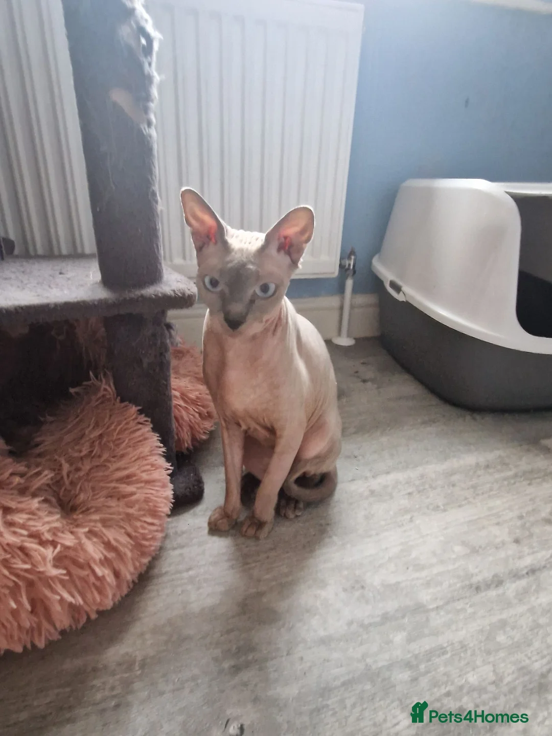 Sphynx cats for sale: 2.5 y/o sphynx girl - Advert 1