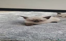 Ragdoll cats for sale: 3 quarters RAGDOLL KITTENS FOR SALE £150 - Image 26