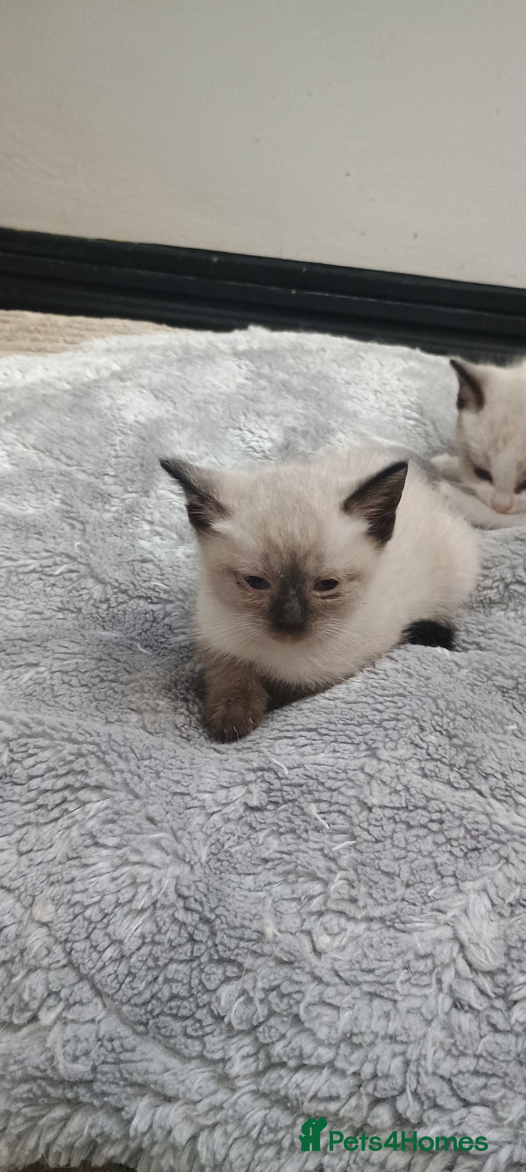 Ragdoll cats for sale: 3 quarters RAGDOLL KITTENS FOR SALE £150 - Image 26