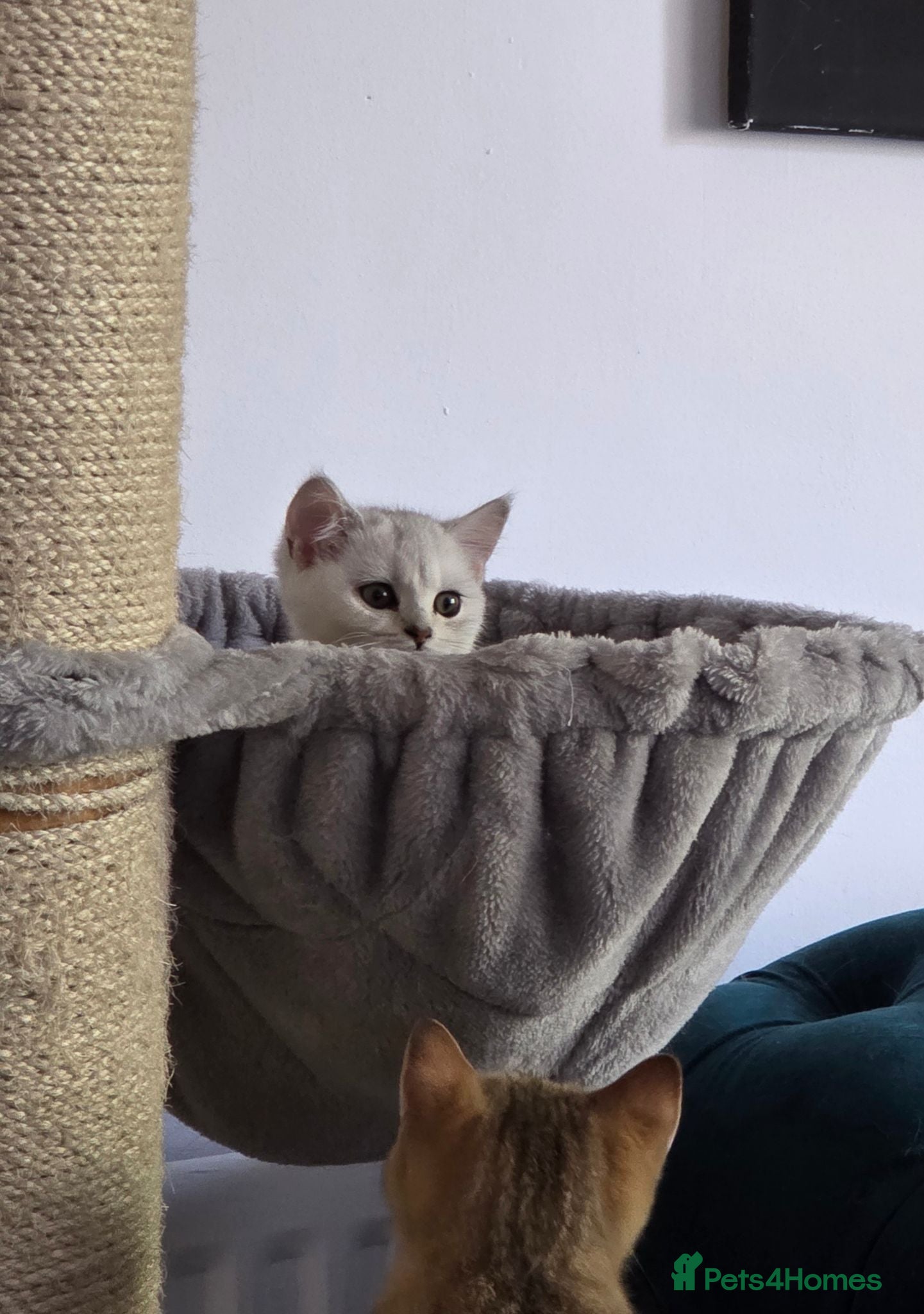 British Shorthair cats 2 white kittens with blue-green eyes for sale.  - Advert 2
