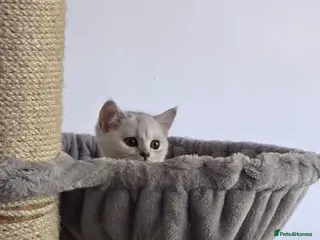 British Shorthair cats 2 white kittens with blue-green eyes for sale. - Advert 2