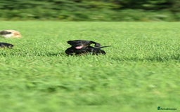 Miniature Dachshund dogs for sale: Mini smooth dachshund one boy available  in Newton Abbot - Image 21