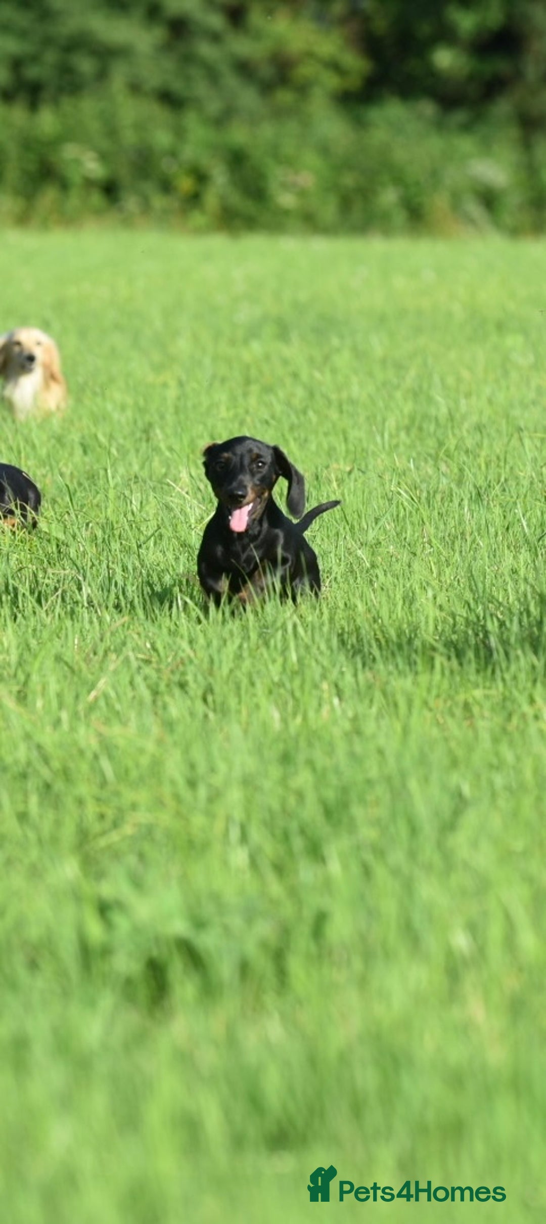Miniature Dachshund dogs for sale: Mini smooth dachshund one boy available  in Newton Abbot - Image 21