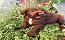 Cocker Spaniel dogs for sale: Ready to go last chocolate show cocker spaniel - Image 15