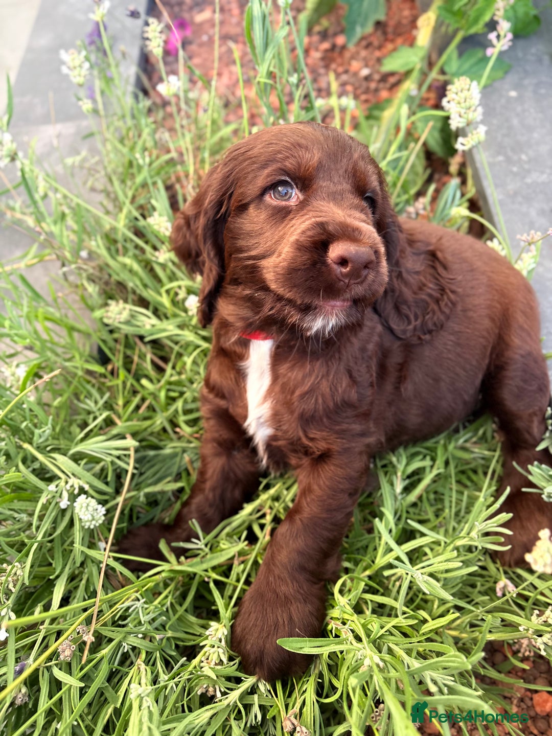 Cocker Spaniel dogs for sale: Ready to go last chocolate show cocker spaniel - Image 15