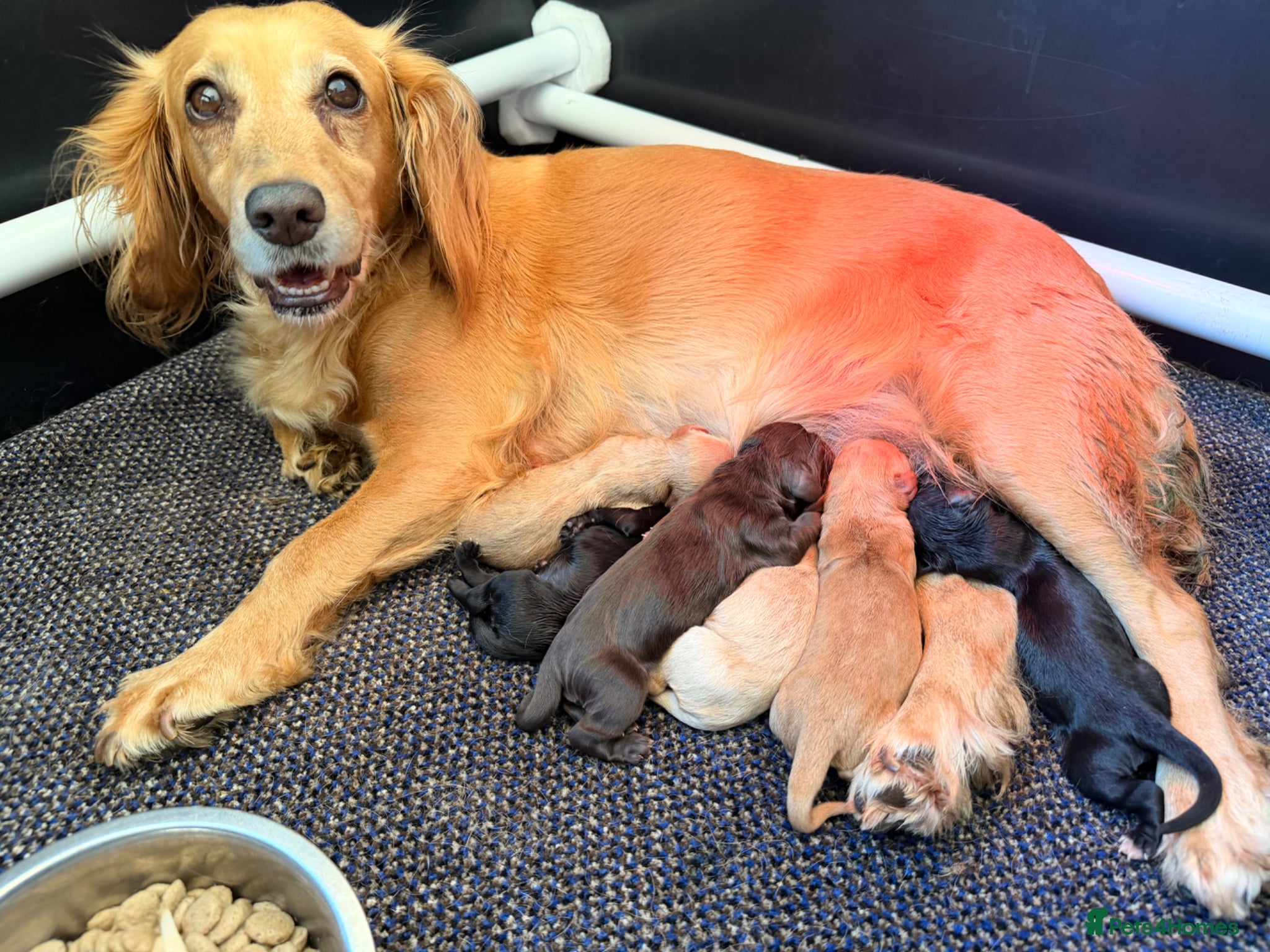 Cocker Spaniel dogs for sale: Cocker Spaniel puppies in Diss - Advert 11