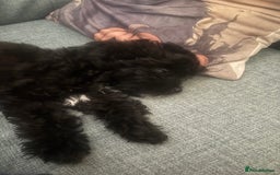 Chinese Crested dogs for sale: Chinese Crested pups- Powder Puff and Hairless - Image 11