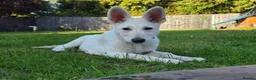German Shepherd dogs for sale: 20 wk Female White german shepherd bitch in Newport - Advert 11