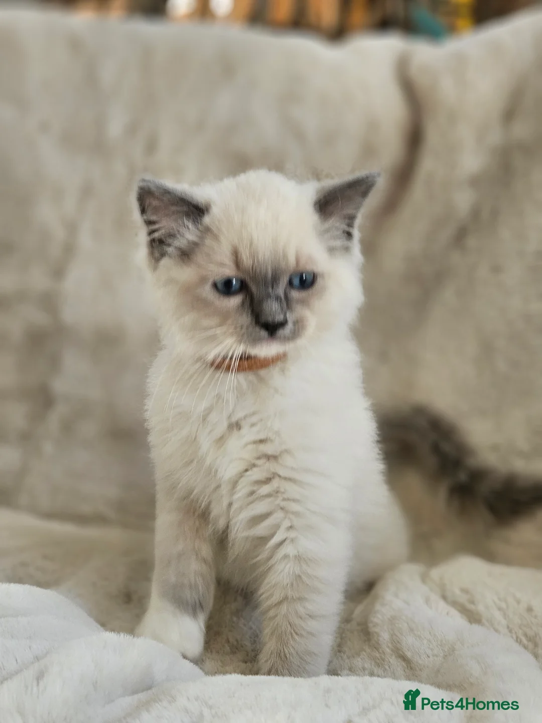 Ragdoll cats for stud: HANDSOME BOY-BLUE MITTED GCCF /TICA  AVALIABLE  - Advert 17