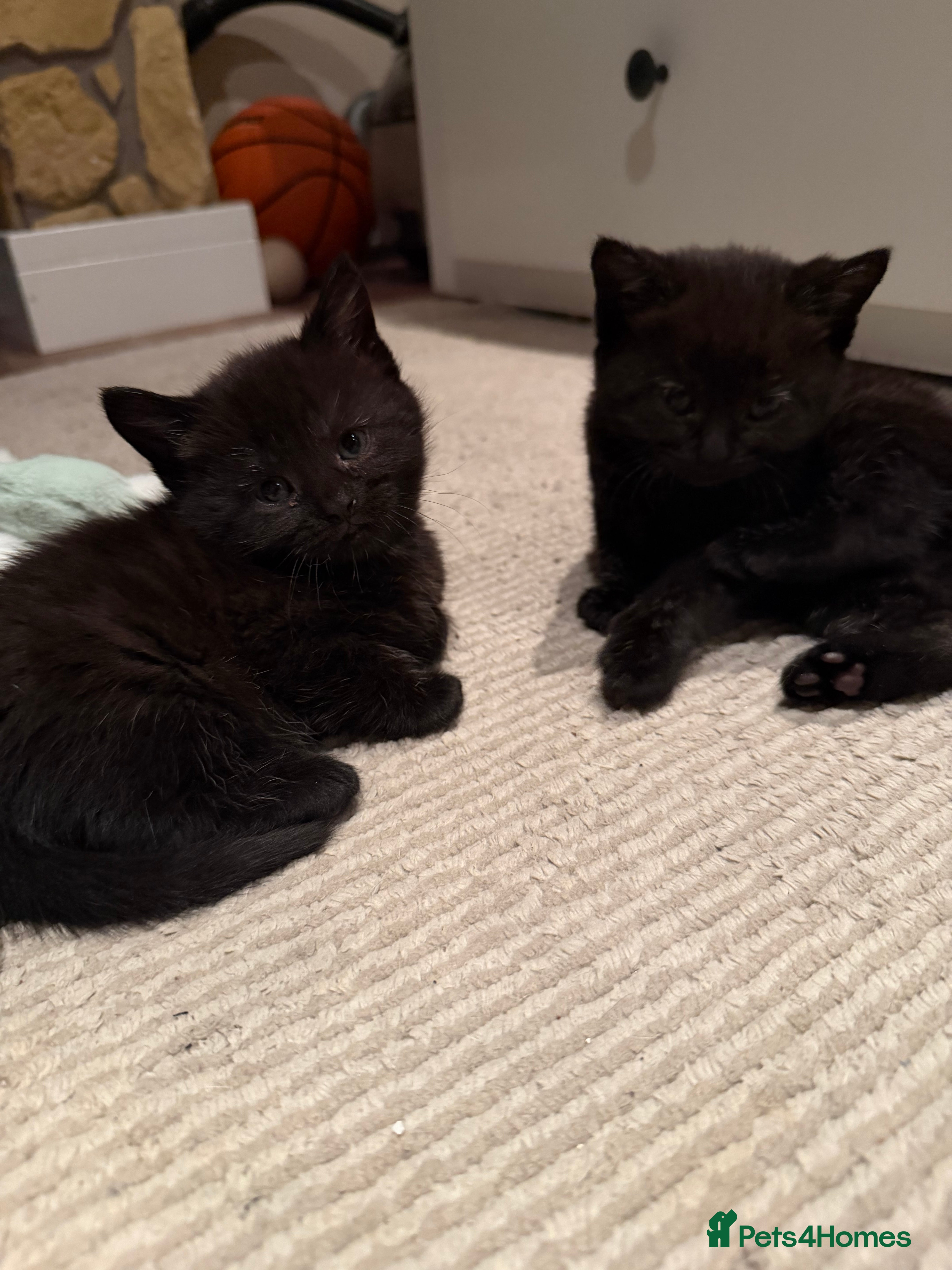 Mixed Breed cats 7 kittens looking their forever home - Advert 11