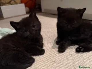 Mixed Breed cats 7 kittens looking their forever home - Advert 11