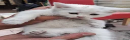 Turkish Van cats for sale: 6 Beautiful Kittens Looking for Loving Homes 🐾 - Advert 13