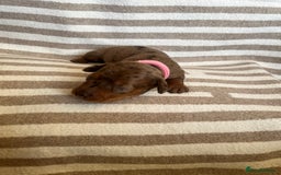 Miniature Dachshund dogs for sale: Beautiful Miniature dachshunds🐶🤎 - Advert 4