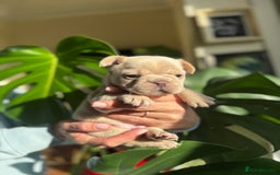 French Bulldog dogs for sale: Accepting Reservations 4 Girls,2 Boys Available  - Image 8