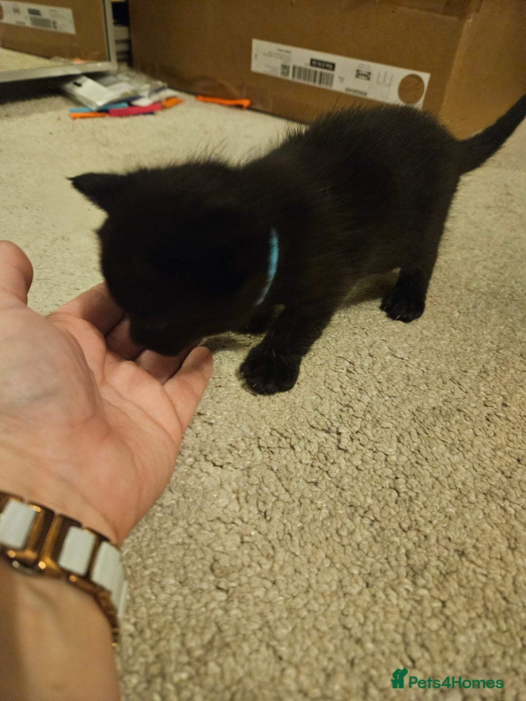 British Shorthair cats for sale: 4 black kittens, 1 boy 3 girls  - Advert 8