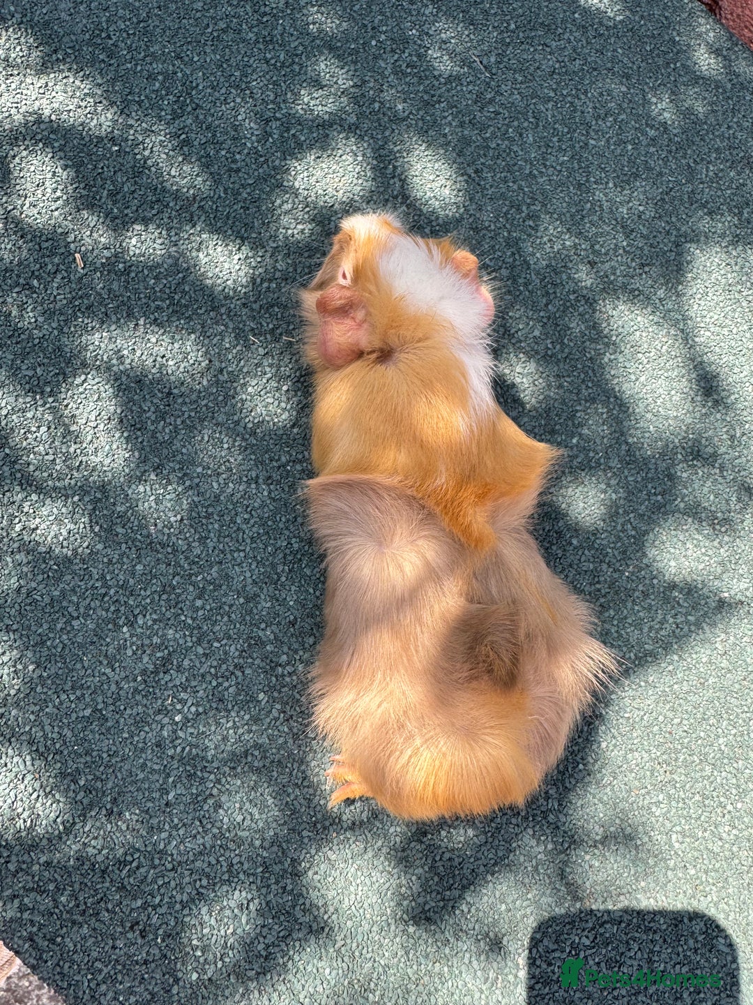 Guinea Pig rodents for sale: Guinea Pigs  - Image 3