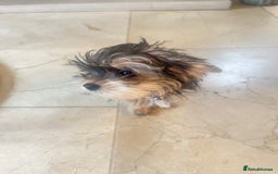 Mixed Breed dogs for sale: Beautiful female yorkie  - Advert 5