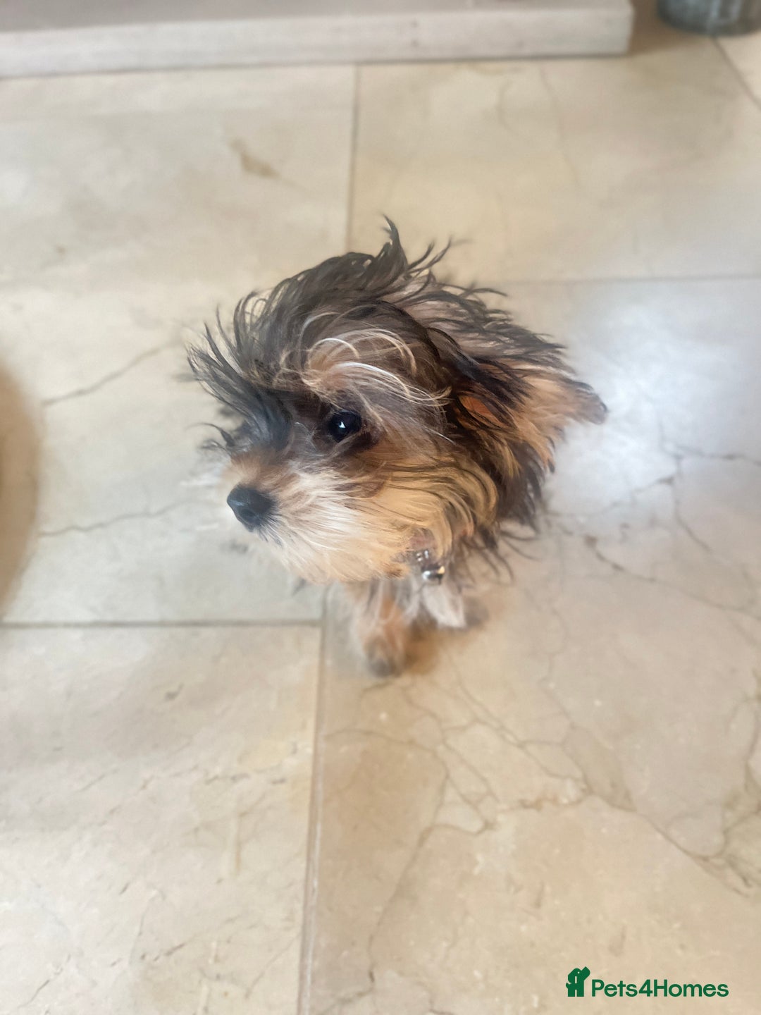 Mixed Breed dogs for sale: Beautiful female yorkie  - Advert 5