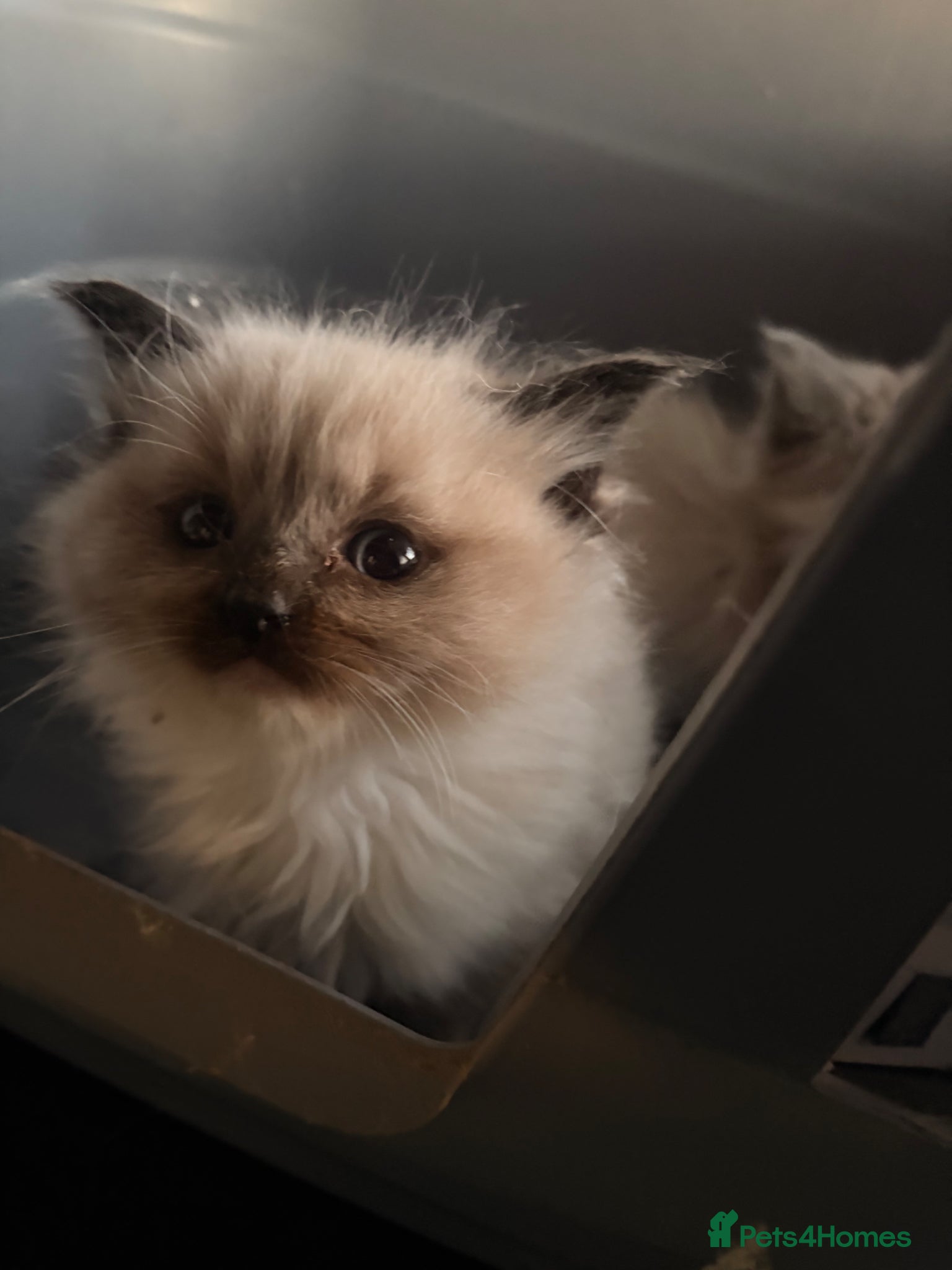 Ragdoll cats Gorgeous Ragdoll kittens  - Advert 13