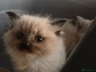 Ragdoll cats Gorgeous Ragdoll kittens - Advert 13