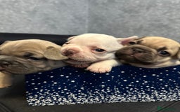 French Bulldog dogs for sale: French bulldog  - Image 8