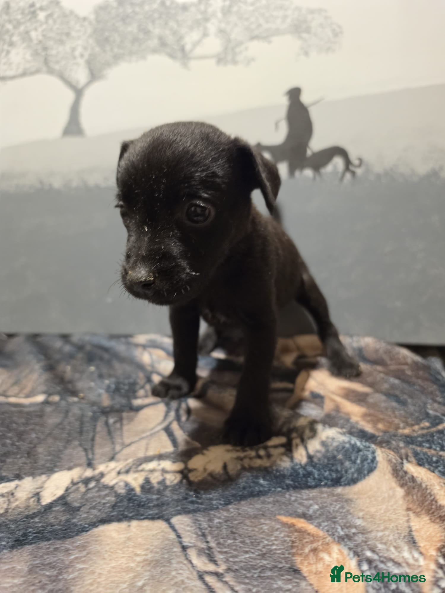 Mixed Breed dogs Patterdale lakeland boarder x patterdale - Advert 2
