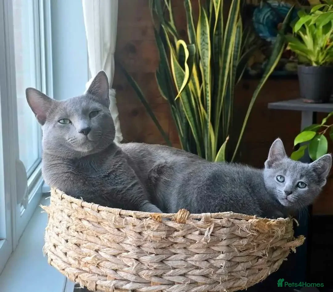 Russian Blue cats for sale: FIVE Russian Blue Kitteys - Image 4