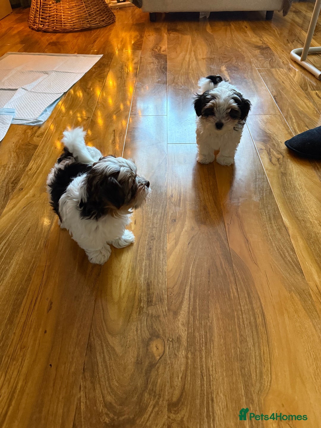 Biewer Terrier dogs for sale: 1 Beautiful Boy Available!!! - Advert 26