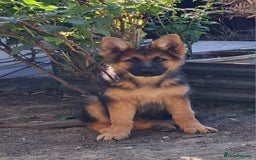 German Shepherd dogs for sale: German Shepherd pups - Image 1