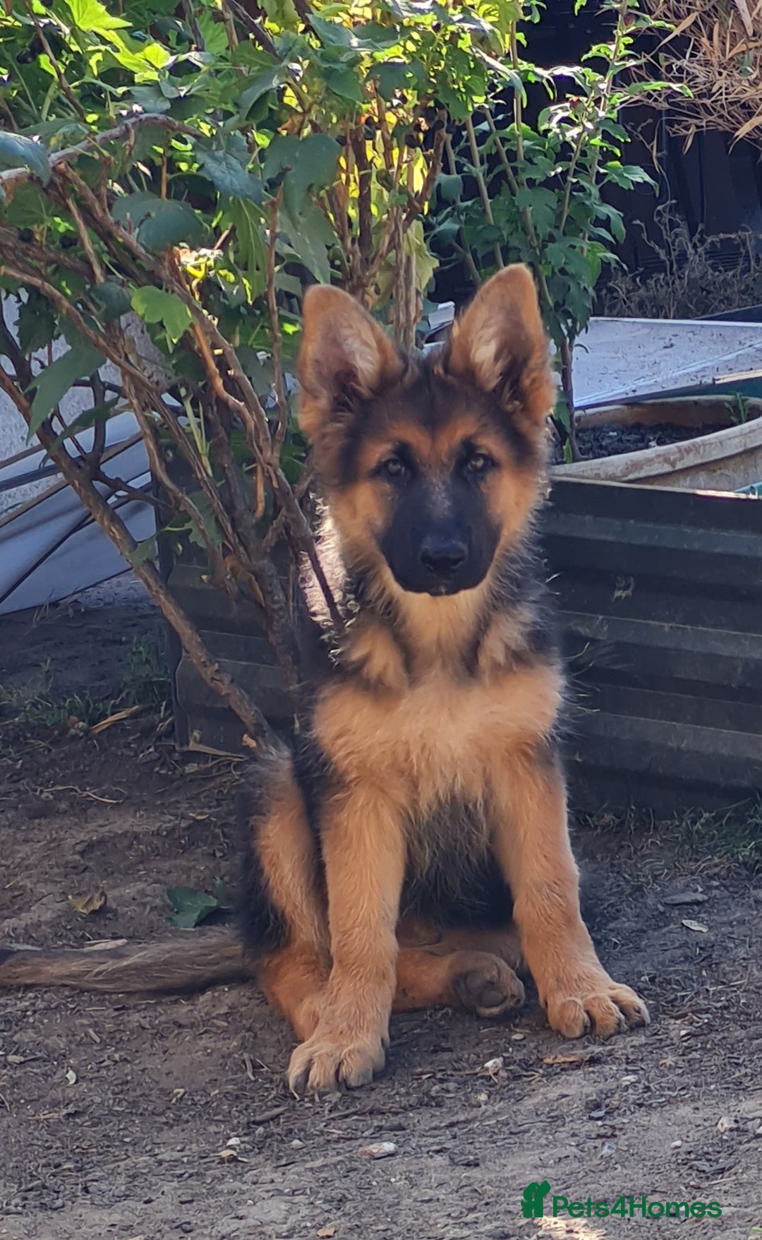 German Shepherd dogs for sale: German Shepherd pups - Image 1