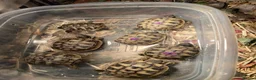 Hermann Tortoise reptiles for sale: Hermann Tortoise Babies  - Advert 5