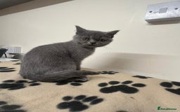 British Shorthair cats for sale: 3 BSH female kittens remaining-  ready now.  - Image 12